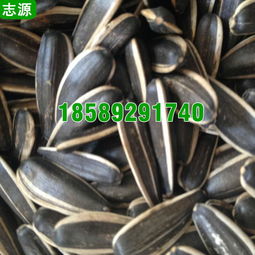 【志源6p瓜子烘干機環(huán)保節(jié)能小型五香瓜子干燥設備全國報價】-